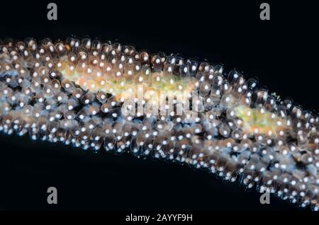 Golddamselfisch, Amblyglyphidodon aureus, Eier auf einer Whip Coral, Lembeh Strait, North Sulawesi, Indonesien, Pazifik Stockfoto