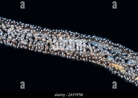 Golddamselfisch, Amblyglyphidodon aureus, Eier auf einer Whip Coral, Lembeh Strait, North Sulawesi, Indonesien, Pazifik Stockfoto