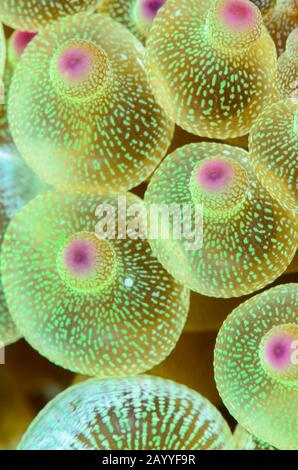 Blasenspitze Anemon, Detail, Entacmaea vierfarbig, Lembeh Strait, North Sulawesi, Indonesien, Pazifik Stockfoto