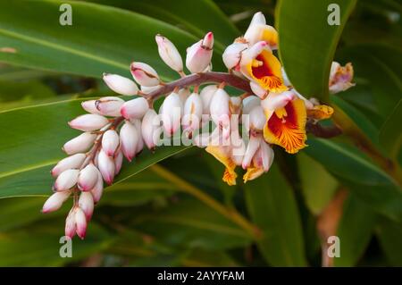 Die Blüte von Alpinia zerumbet, im Allgemeinen als Mantelginger bekannt, ist eine mehrjährige, in Ostasien heimische Ingwerart im Botanischen Garten Puer Stockfoto