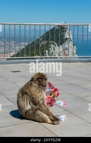 Ein Barbar-Makaque (Macaca sylvanus) isst auf der Aussichtsplattform am oberen Rand des Gibr-Felsens einen Beutel mit Kartoffelchips, der von einem Touristen gestohlen wurde Stockfoto