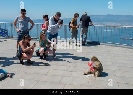 Ein Barbar-Makaque (Macaca sylvanus) isst auf der Aussichtsplattform am oberen Rand des Gibr-Felsens einen Beutel mit Kartoffelchips, der von einem Touristen gestohlen wurde Stockfoto