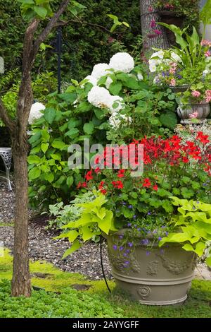 Red Pelargonium - Geranien mit Ipomoea batatas - Morgen-Ruhm in Pflanzmaschine und Hydrangea 'Annabelle' im Hinterhofgarten im Sommer. Stockfoto