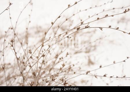 Im Wintergarten wachsen trockene Wildblumen Stockfoto