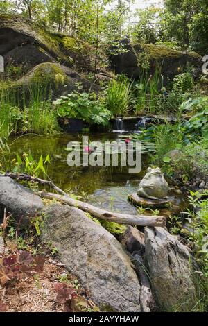 Teich mit Pondeteria cordata - Pickerel Weed, Nymphaea - Seerosen, Typha latifolia - Common Cattails und Petasiten japonicus - Buttetbur. Stockfoto