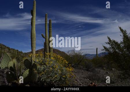Große Saguaro Kakteen In Idyllischer Wüstenlandschaft Stockfoto