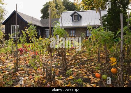 Gemüsegarten und Rückseite eines alten Hauses im Stil von 1850 im Landhausstil, Feldsteinhaus mit blauer Verkleidung im Herbst. Stockfoto