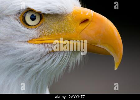 Amerikanischer Weißkopfseeadler (Haliaetus leucocephalus), Porträt, Detailauge und Schnabel Stockfoto