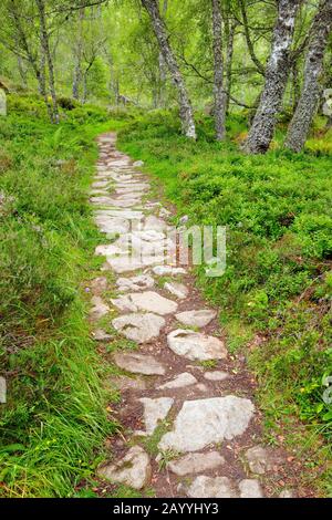 Birke (Betula spec.), Pfad im Birkenwald, Großbritannien, Schottland, Craigellachie National Nature Reserve Stockfoto