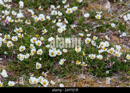 Mountain Avens (Dryas octopetala) blüht auf der Tundra bei Kapp Lee auf der Insel Edgeoya, Svalbard, Norwegen. Stockfoto