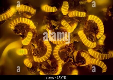 Sori auf der Unterseite eines Farn-Fronds, Deutschland Stockfoto