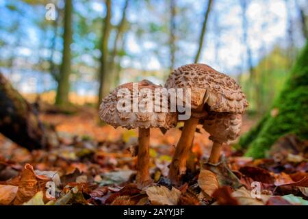 Parasol (Macrolepiota procera, Lepiotia procera), Fruchtkörper im Wald, Seitenansicht, Deutschland, Schleswig-Holstein, Gluecksburg, Quellental Stockfoto