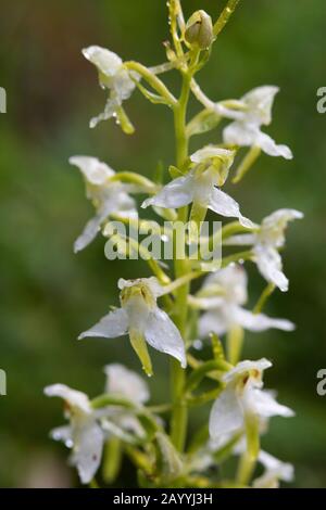 Größere Schmetterlings-Orchidee (Platanthera chlorantha), Blumen, Deutschland Stockfoto