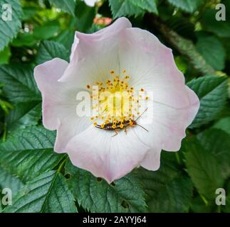 Gewöhnlicher Ohrschwein, europäischer Ohrschwein (Forficula auricularia), in einer Rosenblüte, Deutschland Stockfoto