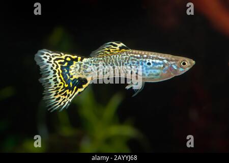 Guppy (Poecilia reticulata, Lebistes reticulatus, Lebistes reticulata) brüten Grüne Kobra Stockfoto