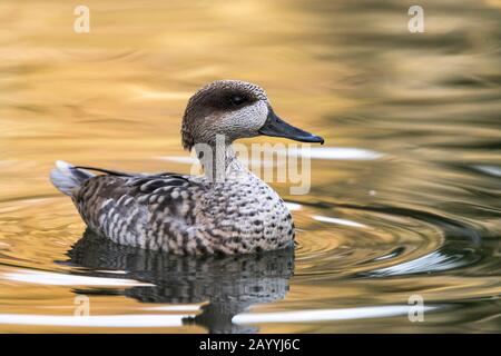 Marmoriertes Teelicht (Marmaronetta angustirostris), Schwimmen, Seitenansicht Stockfoto