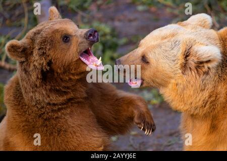 Syrischer Braunbär (Ursus arctos syriacus), zwei Spielbären Stockfoto