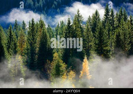 Norwegen Fichte (Picea abies), Dunst im Fichtenwald im Herbst, Slowenien, Triglav Nationalpark Stockfoto