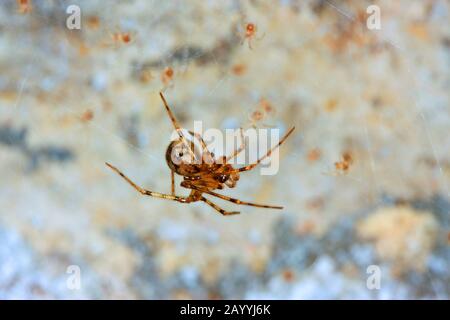 Kammfußkeller Spider (Nestcus Zellulanus), in seinem Tratscherer mit jungen Spinnen, Deutschland Stockfoto