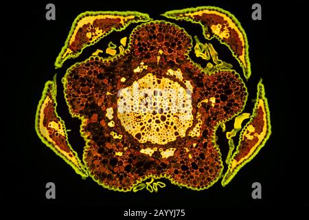 Sie-Eiche (Casuarina), Querschnitt eines Blattes, fluoreszierendes Bild Stockfoto