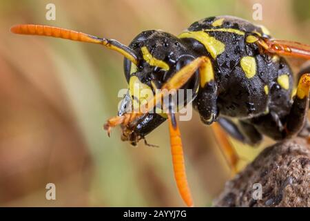 Papierwespe (Polistes gallica, Polistes dominula), reinigt Kopf und Antennen, Deutschland, Bayern, Niederbayern, Niederbayern Stockfoto