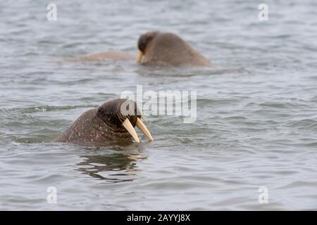 Walrosse (Odobenus rosmarus) knallen ihren Kopf aus dem Wasser bei Kapp Lee auf der Insel Edgeoya, Spitzbergen, Norwegen. Stockfoto