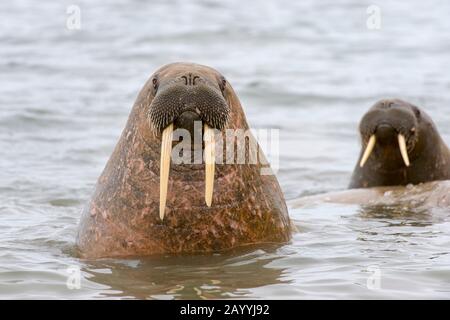 Walrosse (Odobenus rosmarus) knallen ihren Kopf aus dem Wasser bei Kapp Lee auf der Insel Edgeoya, Spitzbergen, Norwegen. Stockfoto