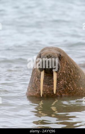 Ein Walross (Odobenus rosmarus) knallt seinen Kopf aus dem Wasser bei Kapp Lee auf der Insel Edgeoya, Spitzbergen, Norwegen. Stockfoto