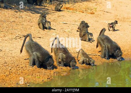 Chacma Pavion, Alubius Pavion, Olive Pavion (Papio ursinus, Papio Cynocephalus ursinus), Gruppengetränke am Wasserloch, Südafrika, Kwazulu-Natal, Mkhuze Game Reserve Stockfoto