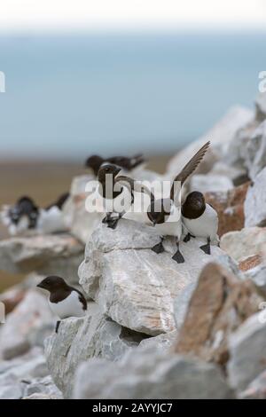 Ein wenig Auk oder Dovekie (alle) landet an ihrem Nistplatz auf einem felsigen Hügel bei Varsolbukta in Bellsund, das ist ein 20 km langer Sound und p Stockfoto