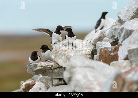 Ein wenig Auk oder Dovekie (alle) landet an ihrem Nistplatz auf einem felsigen Hügel bei Varsolbukta in Bellsund, das ist ein 20 km langer Sound und p Stockfoto