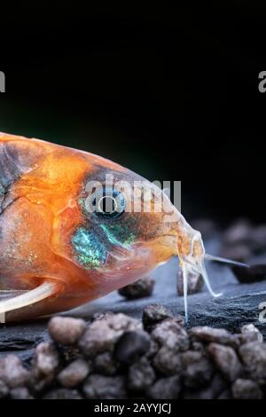 Corydoras Catfish (Corydoras eques), auf felsigem Grund, Porträt Stockfoto