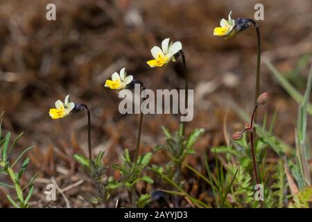 Kultivierte Pansie, Feldpansie, kleine Wildpanse (Viola arvensis), Blumen, Deutschland Stockfoto