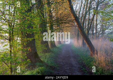 Assels Naturreservat im Morgennebel, Belgien, Ostflandern, Drongen, Assels Stockfoto