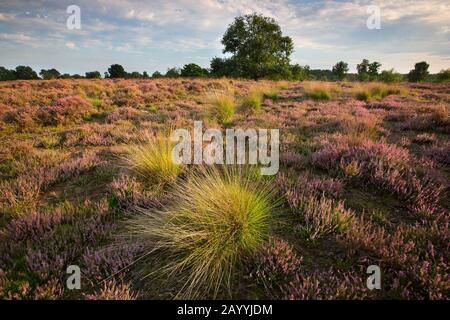 Gemeine Heidekraut, Ling, Heather (Calluna vulgaris), blühende Heide im Kampina-Naturreservat bei Sonnenaufgang, Niederlande, Noord-brabant, Kampina-Naturreservat, Kampina Stockfoto