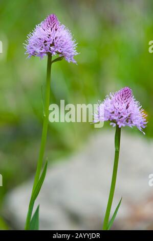 Globenorchidee, Rundköpfige Orchidee, Rundköpfige Orchidee (Traunsteinera globosa), Blooming, Österreich, Kleinwalsertal Stockfoto