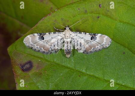 Kalkspeckpug (Eupithecia centureata), sitzt auf einem Blatt, Deutschland Stockfoto