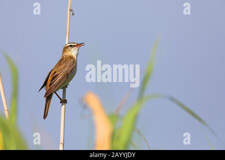 Segge Warbler (Acrocephalus schoenobaenus), Gesang im Schilf, Seitenansicht, Niederlande, Frisia Stockfoto