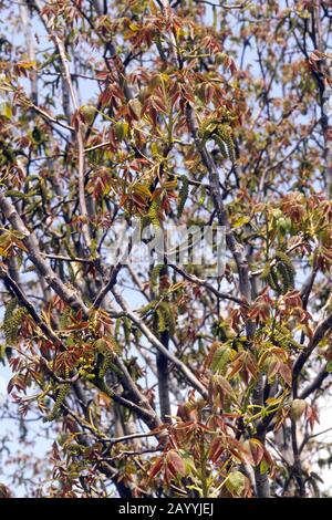 Walnuss (Juglans regia), männliche Catkins auf Filialen, Deutschland Stockfoto