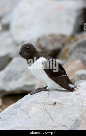 Ein Wenig Auk oder Dovekie (alle) auf einem Felsen an ihrer Neststelle auf einem felsigen Hügel bei Varsolbukta in Bellsund, das ist ein 20 km langer Sound a Stockfoto