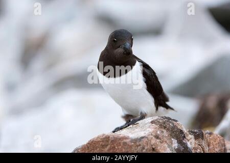 Ein Wenig Auk oder Dovekie (alle) auf einem Felsen an ihrer Neststelle auf einem felsigen Hügel bei Varsolbukta in Bellsund, das ist ein 20 km langer Sound a Stockfoto