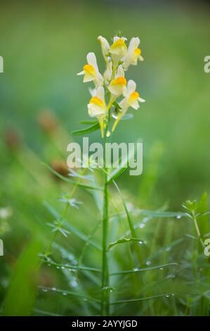 Gewöhnlicher Toadflachs, gelber Toadflachs, Ramsted, Butter und Eier (Linaria vulgaris), blühen, Deutschland Stockfoto