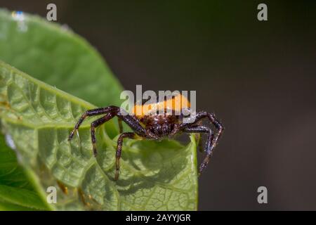 Crab Spider (Synema globosum, Synaema globosum), Vorderansicht, Porträt, Deutschland, Bayern, Niederbayern Stockfoto