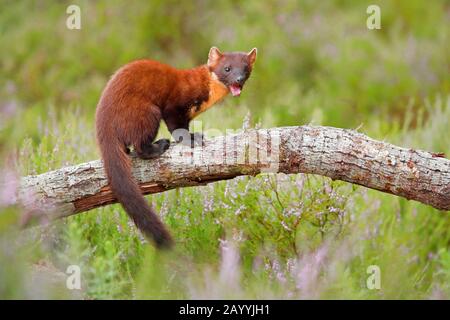 Europäische Kiefernmarten (Martes Martes), Weibchen, die auf einem toten Ast stehen, Seitenansicht, Schweiz Stockfoto