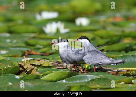 Whiskered tern (Chlidonias hybrida), Paar im Nest, Montenegro, Skadarsee National Park Stockfoto