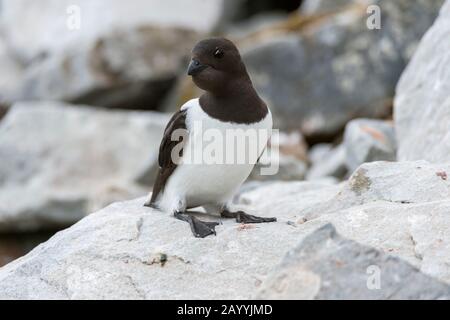 Ein Wenig Auk oder Dovekie (alle) auf einem Felsen an ihrer Neststelle auf einem felsigen Hügel bei Varsolbukta in Bellsund, das ist ein 20 km langer Sound a Stockfoto