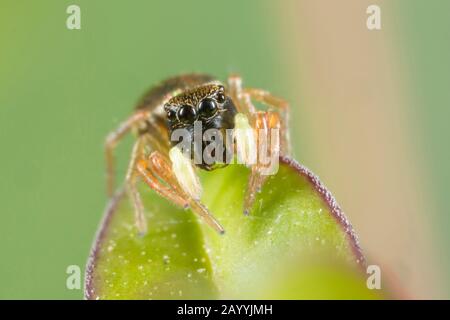 Springspinne (Heliophanus cupreus), auf einem Blatt auflauernd, Deutschland, Bayern, Niederbayern, Niederbayern Stockfoto