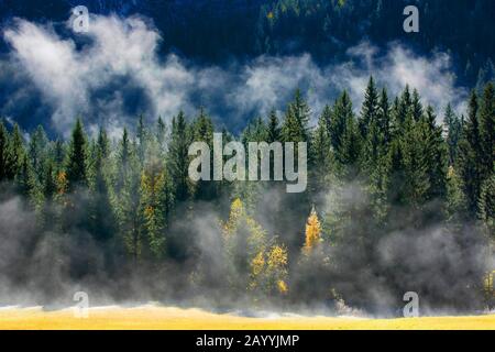 Norwegen Fichte (Picea abies), Dunst im Fichtenwald im Herbst, Slowenien, Triglav Nationalpark Stockfoto