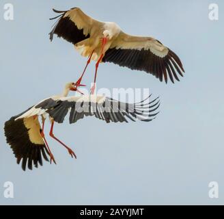 Weißstorch (Ciconia ciconia), zwei Störche kämpfen in der Flucht, Spanien, Andalusien, Dehesa de Abajo Stockfoto