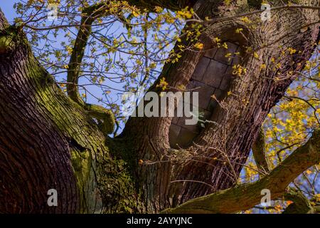 Gewöhnliche Eiche, Stieleiche, englische Eiche (Quercus robur. Quercus pedunculata) ist hohler Baum gefüllt mit , Deutschland, Hamburg Stockfoto